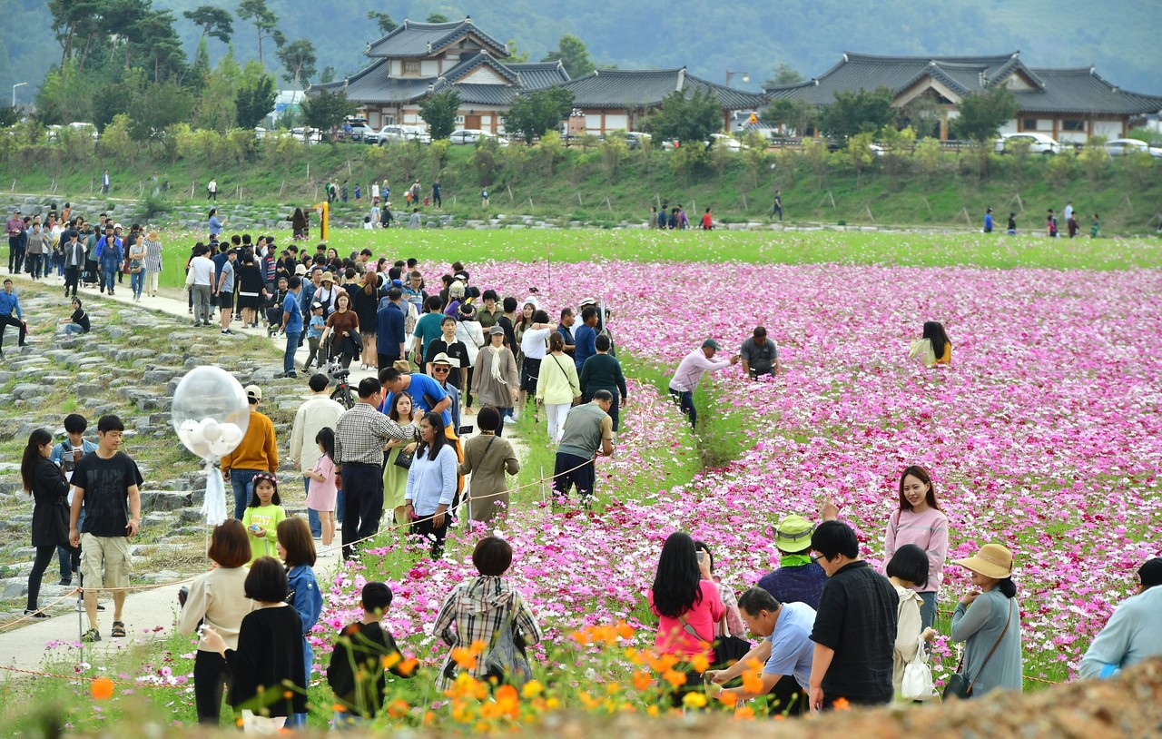 장성 대표 가을 축제 '장성 황룡강 가을꽃축제' 개막 장성 대표 가을 축제 '장성 황룡강 가을꽃축제' 개막