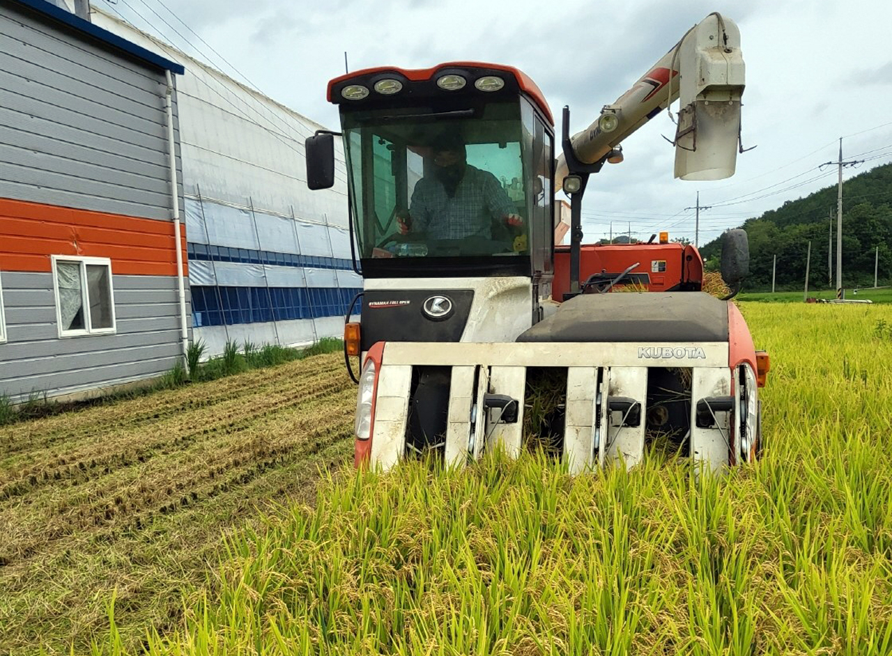 ▲ 쌀을 수확하고 있는 여수 농민. (사진=여수시 제공)