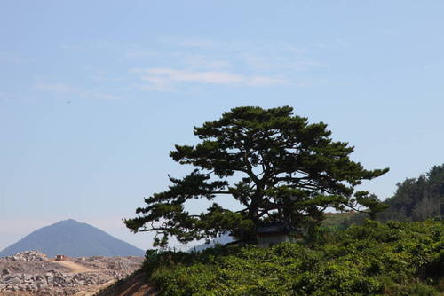 ▲1982년 12월 보호수로 지정된 경호동 당산나무. (사진=여수시)