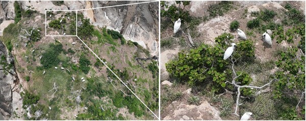 ▲지난 6월초 순천시 별량면 무인도서에서 관찰된 저어새 번식지./순천시